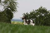 BARZOI 120